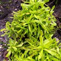 Iberis sempervirens 'Golden Candy' feuille